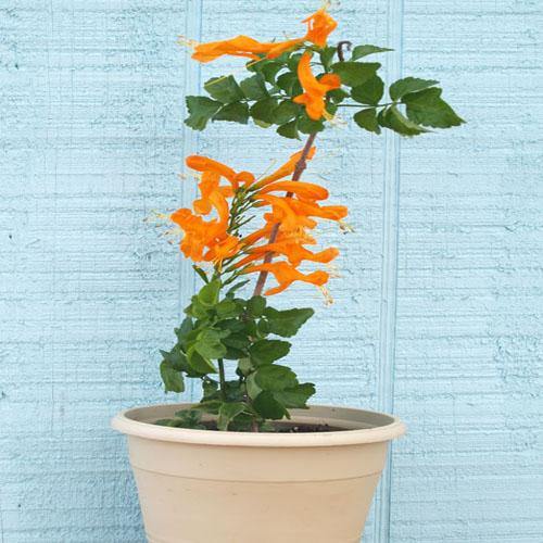 Tecomaria Capensis, Cape Honeysuckle, Red, Orange and Yellow – image 5