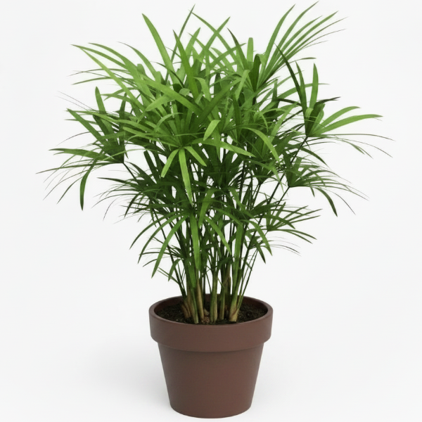 Cyperus Alternifolius, Umbrella Sedge – image 5