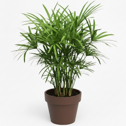 Cyperus Alternifolius, Umbrella Sedge – image 5