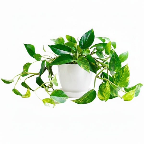 Money Plant, Epipremnum Aureum (small) – image 3