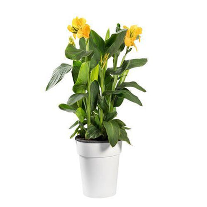Canna indica, Canna Green – image 3