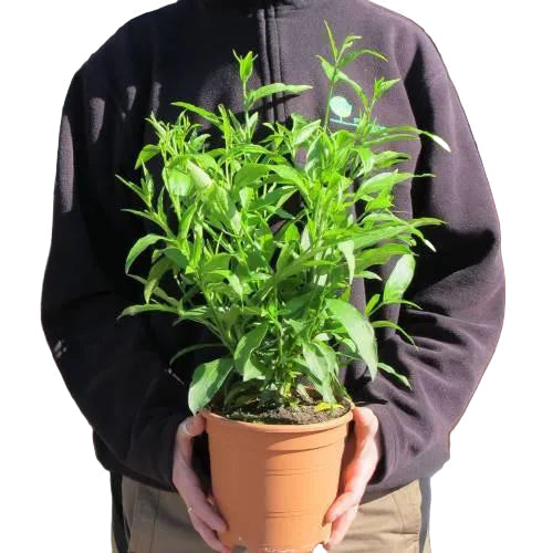 Cestrum Diurnum, Day King – image 5