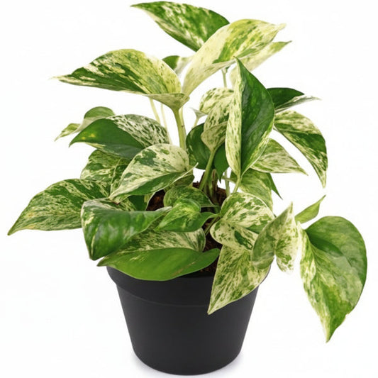 Epipremnum Pinnatum, Marble Queen, Money Plant – image 1