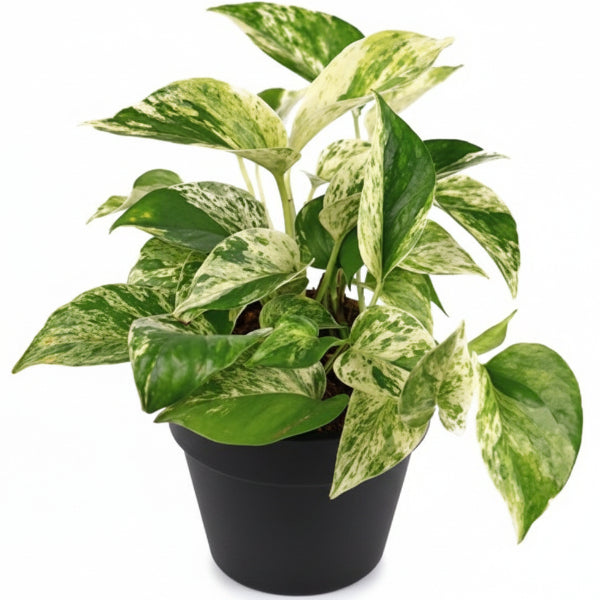 Marble Queen Pothos - Air Purifying Plant – Green Plants