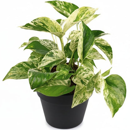 Marble Queen Pothos - Air Purifying Plant – Green Plants
