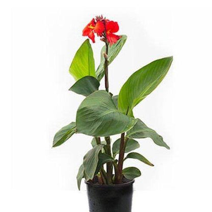 Canna Indica, Purpurea – image 4