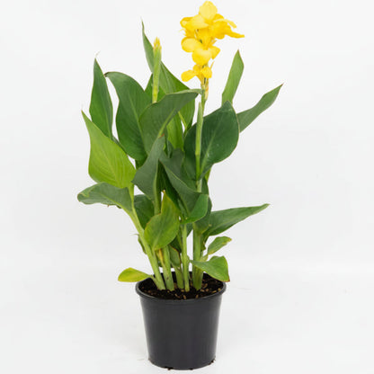 Canna indica, Canna Green – image 1