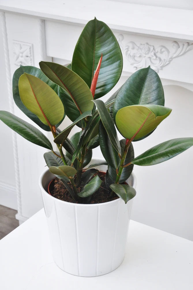 Ficus elastic Abidjan, Rubber Plant – image 9