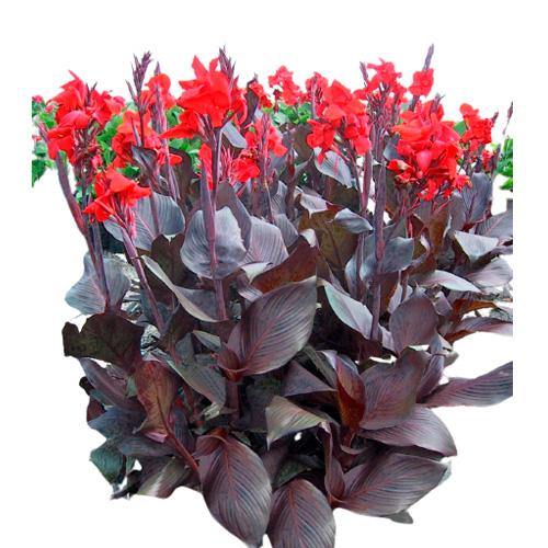 Canna Indica, Purpurea – image 3