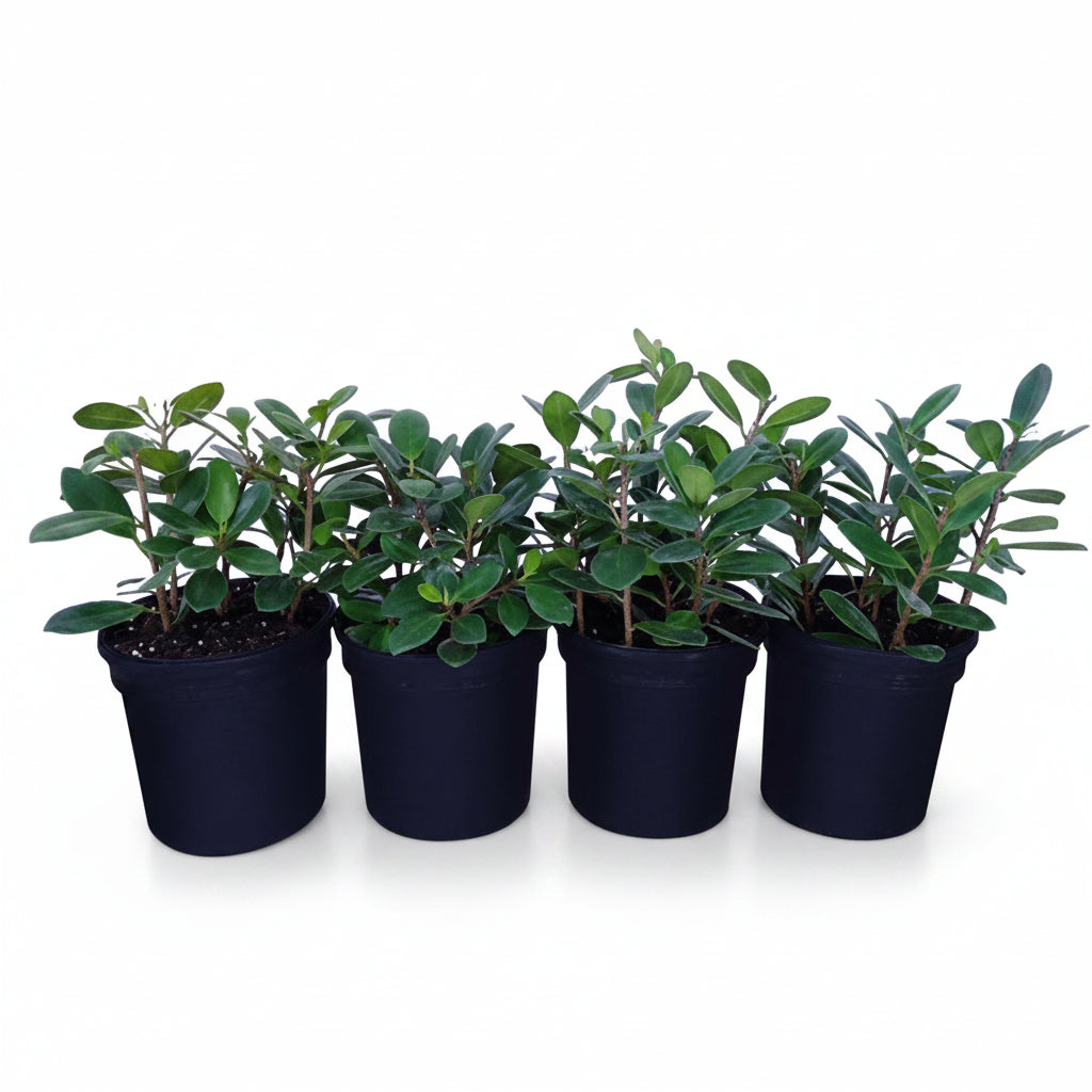 Ficus Hawaii, Green Island – image 4