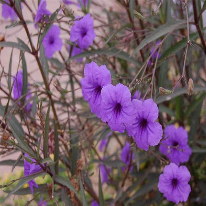 Ruellia Ciliosa, Wild Petunia (small) – image 2