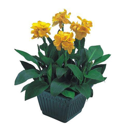 Canna indica, Canna Green – image 4