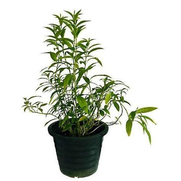 Cestrum Diurnum, Day King – image 4