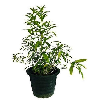 Cestrum Diurnum, Day King – image 4