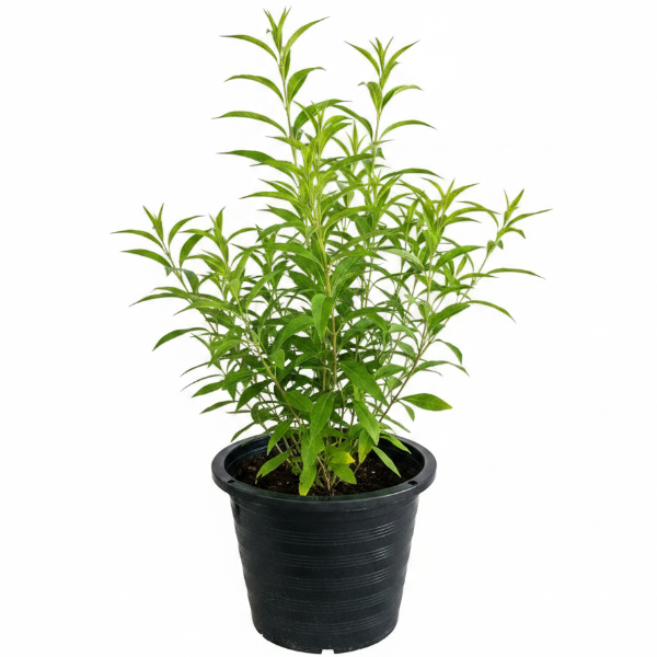 Cestrum Diurnum, Day King – image 6