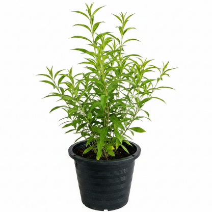 Cestrum Diurnum, Day King – image 6