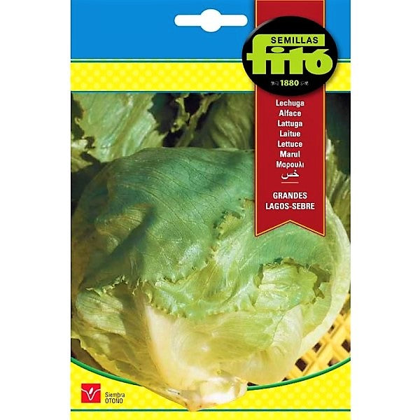 Lettuce Grandes Lagos Sebre Seeds – image 1
