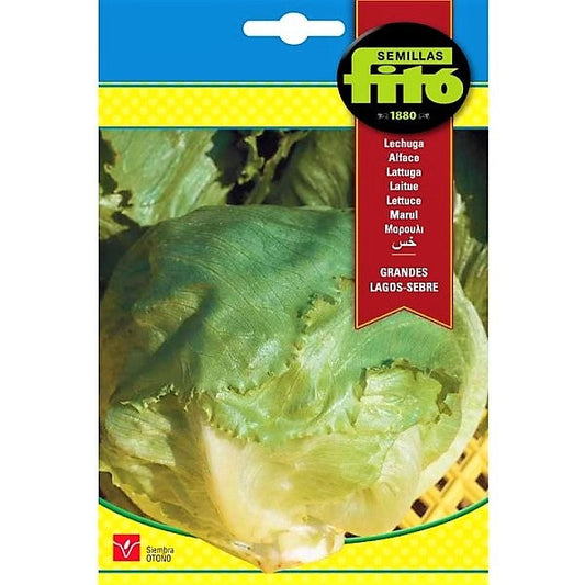 Lettuce Grandes Lagos Sebre Seeds – image 1