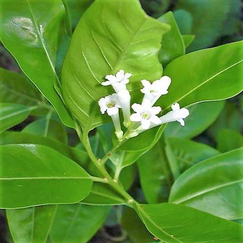 Cestrum Diurnum, Day King – image 3