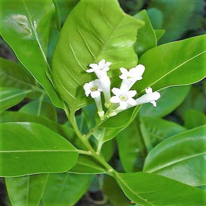 Cestrum Diurnum, Day King – image 3