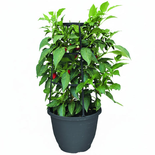 Hot Chili Plant – image 1