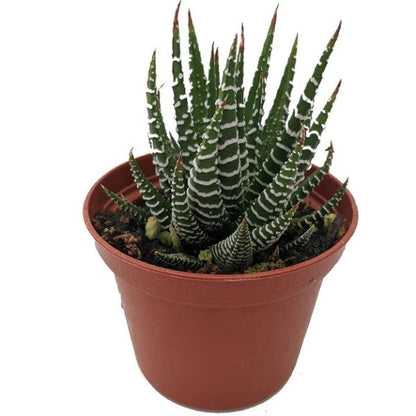 Zebra Cactus, Haworthia Fasciata Concolor 10 - 15cm – image 1