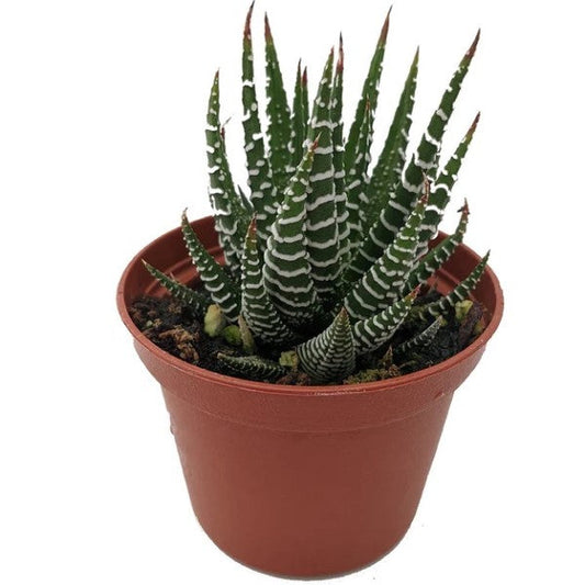 Zebra Cactus, Haworthia Fasciata Concolor 10 - 15cm – image 1