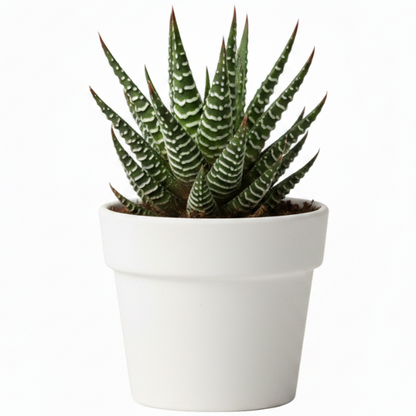 Zebra Cactus, Haworthia Fasciata Concolor 10 - 15cm – image 5