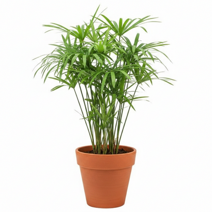 Cyperus Alternifolius, Umbrella Sedge – image 1