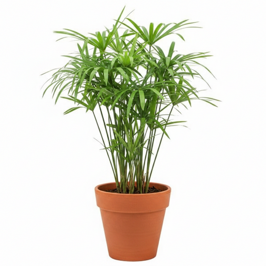Cyperus Alternifolius, Umbrella Sedge – image 1