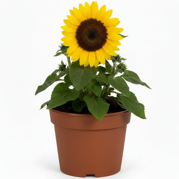 Ornamental Sunflower, Helianthus Annuus – image 4