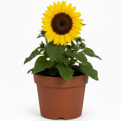 Ornamental Sunflower, Helianthus Annuus – image 4