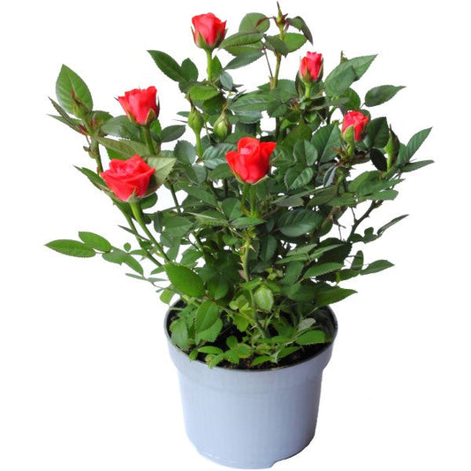 Rose Plant Indoor – image 1