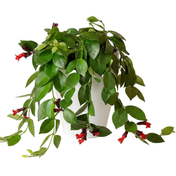 Mona Lisa, Aeschynanthus, Lipstick – image 3