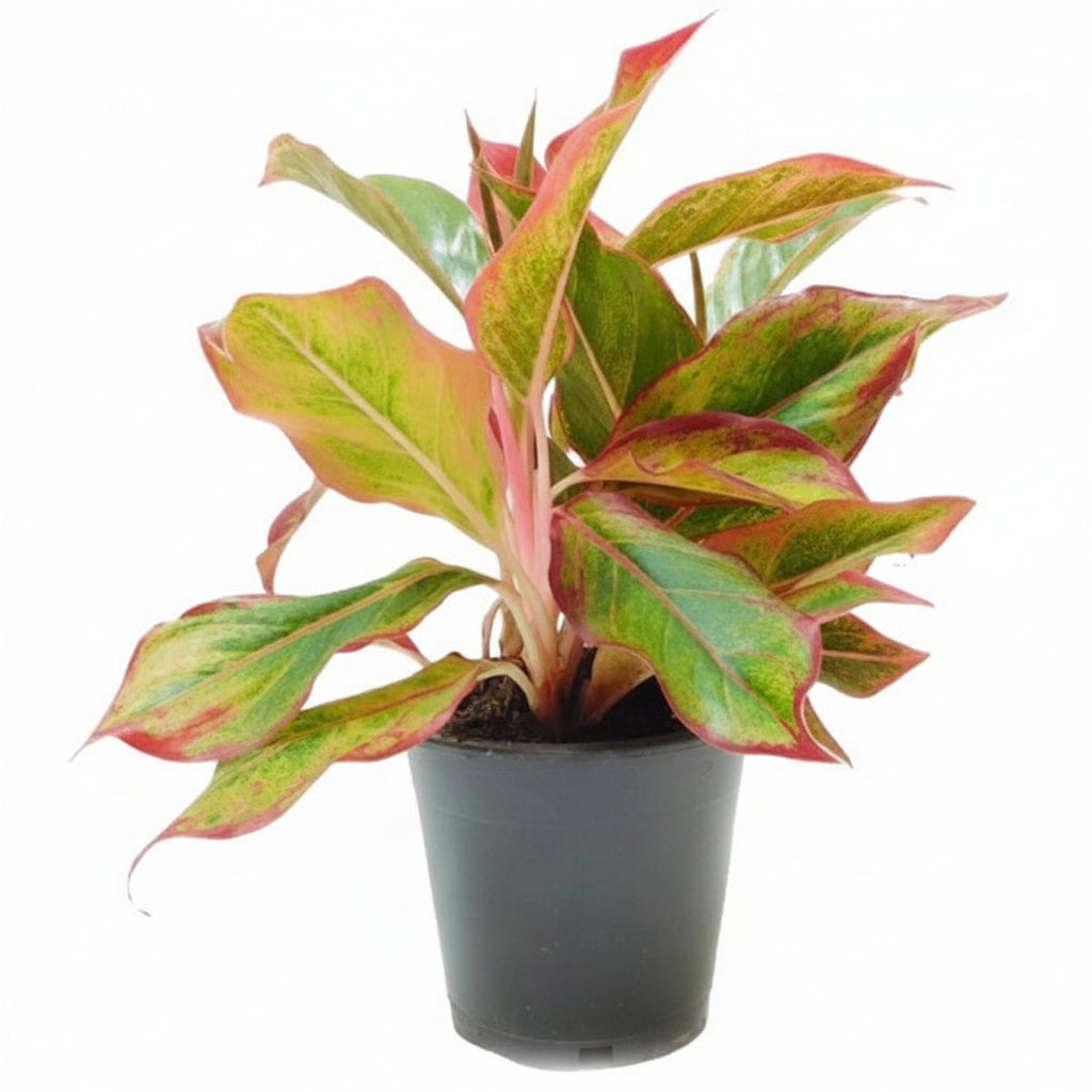 Aglaonema King of Siam – image 4