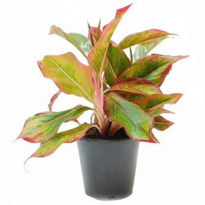 Aglaonema King of Siam – image 4