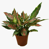 Aglaonema ‘Red Valentine’ - additional product image 4