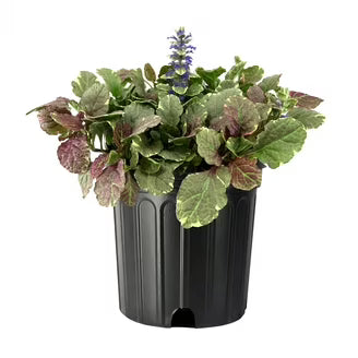 Ajuga Reptans, Bugleherb (small) – image 1