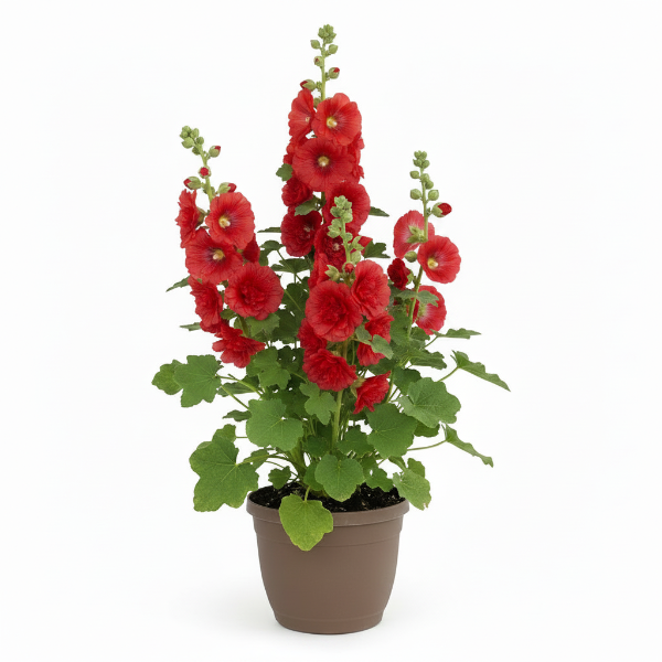 Hollyhocks Flower Plant, Alcea – image 6