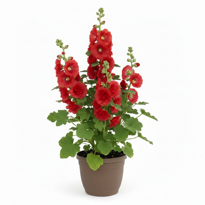 Hollyhocks Flower Plant, Alcea – image 6