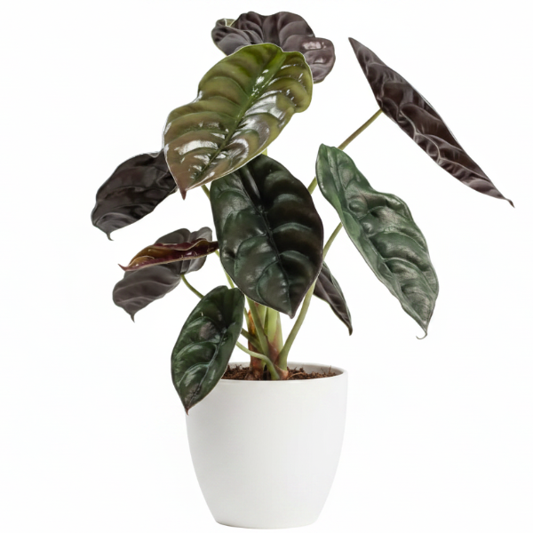 Alocasia Red Secret, Elephant Ear – Green Plants