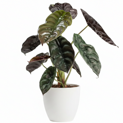 Alocasia Red Secret, Elephant Ear – Green Plants