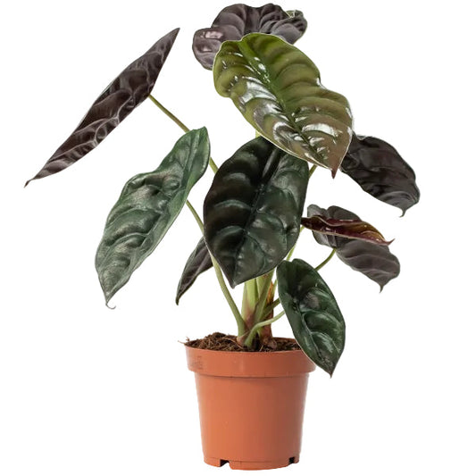 Alocasia Red Secret ,Elephant Ear – image 2