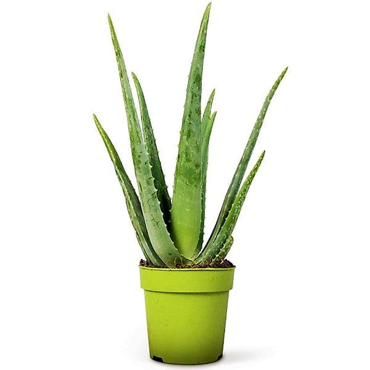 Aloe Vera, Medicina Aloe, Savila, Outdoor – image 2