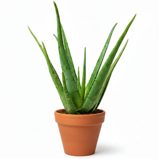 Aloe Vera, Medicina Aloe, Savila, Outdoor – image 1