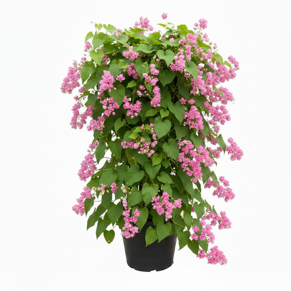 Antigonon Leptopus, Coral vine, Mexican Creeper – image 5