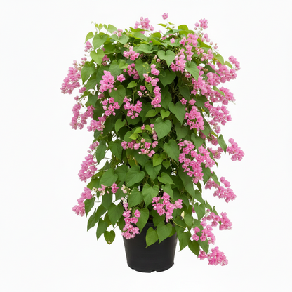Antigonon Leptopus, Coral vine, Mexican Creeper – image 5
