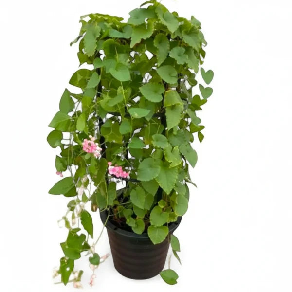 Antigonon Leptopus, Coral vine, Mexican Creeper – image 1