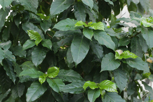 Arabian Coffee Plant (Coffea arabica) | نبتة القهوة العربية