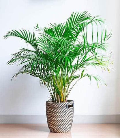 Areca Palm, Chrysalidocarpus lutescens (Indoor) – image 8